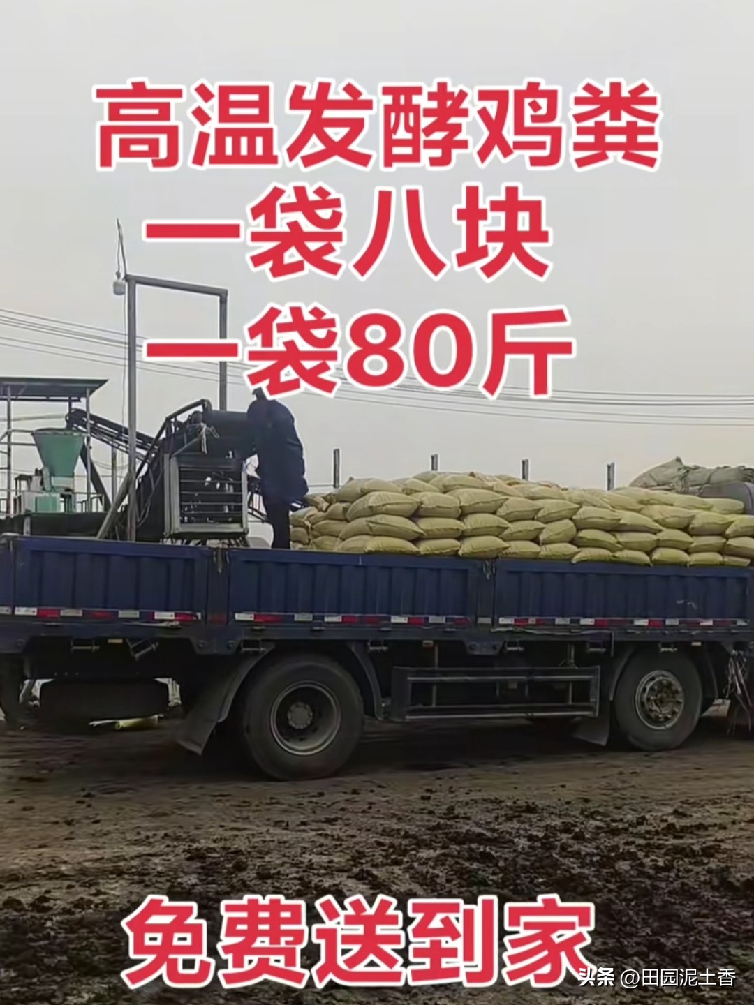 今年小麦备播，悄悄发生了新变化，农户买化肥的少了，买鸡粪的特别多！高温发酵鸡