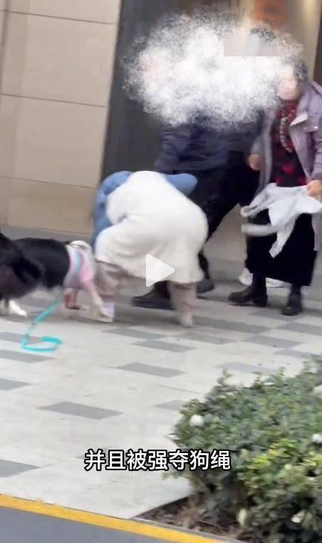 为什么文明养犬还要挨打？这个社会到底怎么了？上海牵绳遛狗事件：护娃不是撒野的借口