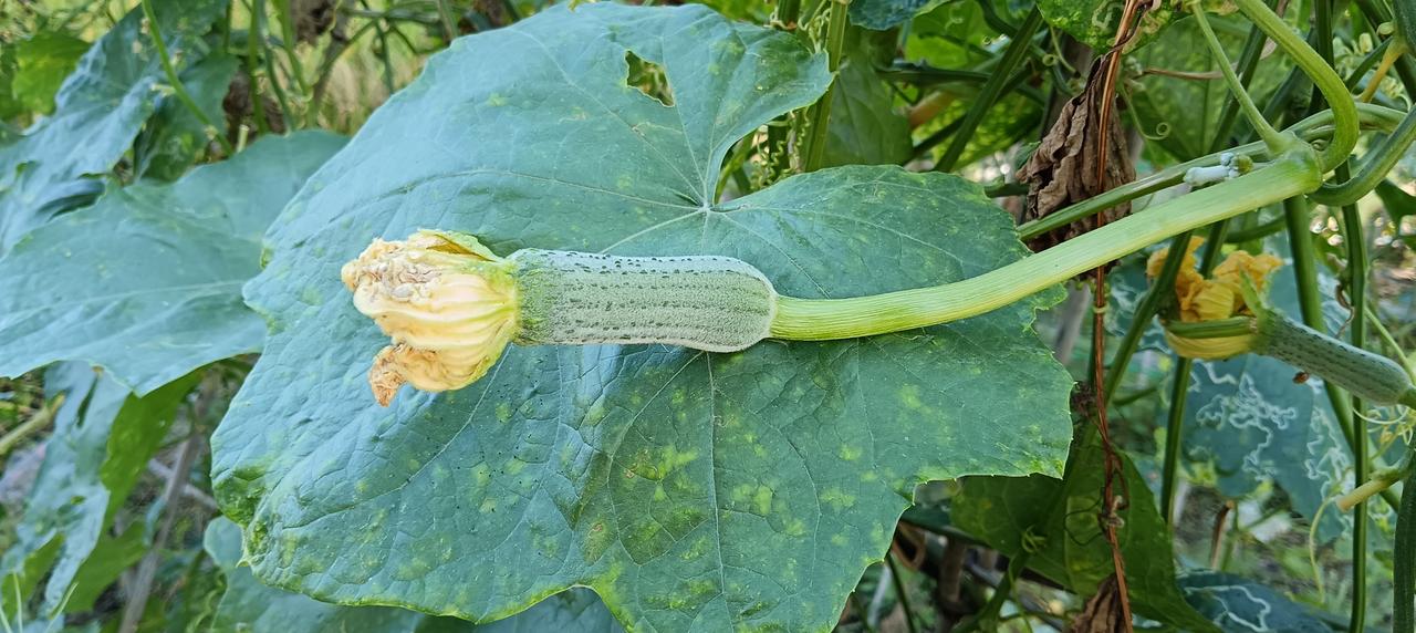 《丝瓜》夏热秋凉换季换新衣，蔬菜也一样，夏末秋初种下丝瓜，藤蔓爬满杆，已经开花结