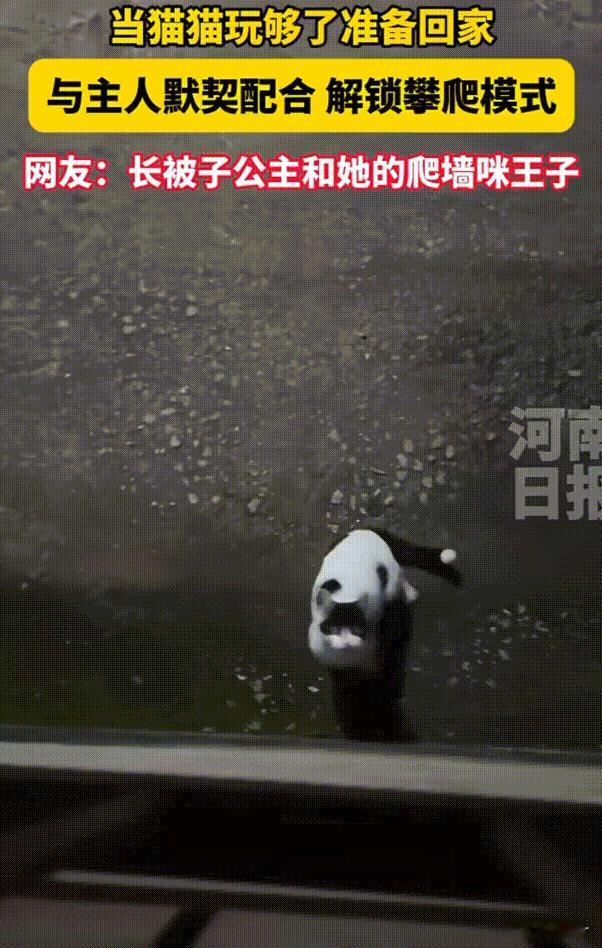 笑不活了！河南，当猫咪在外面玩累了想回家时，它在楼下就给主人打起了暗号。万万没想