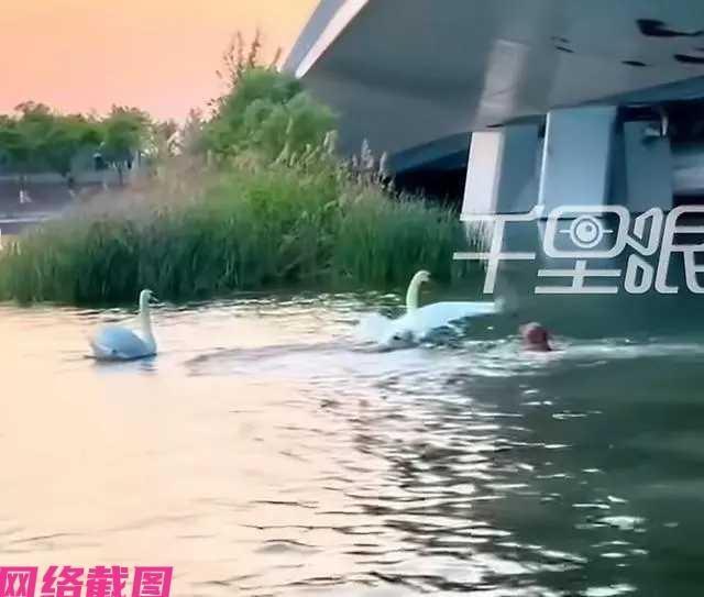 河南郑州有只金毛狗狗，却在主人的示意下，跳入一处湖中前往扑咬小天鹅宝宝，这是为什