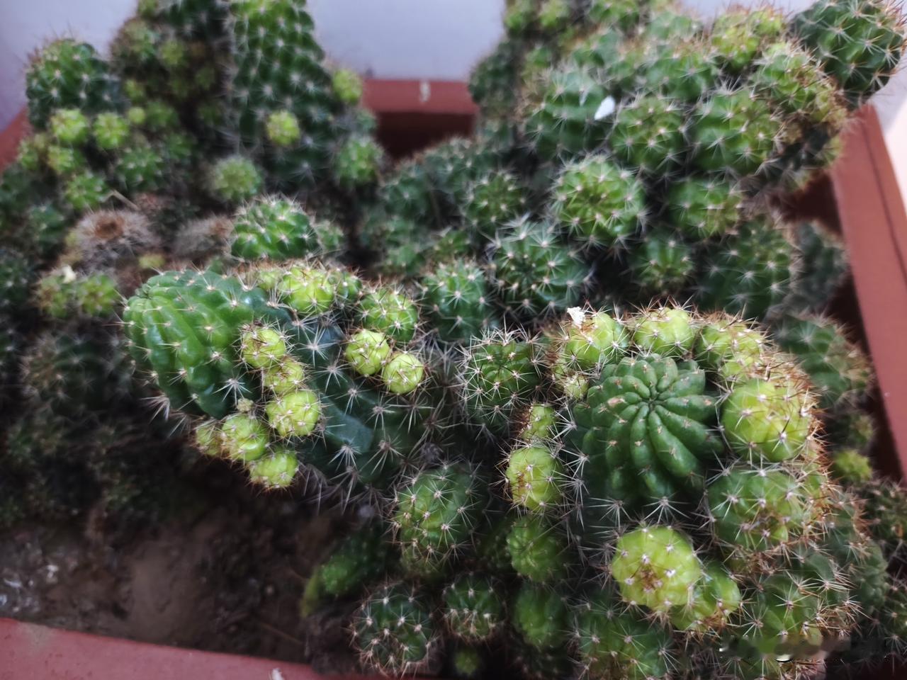 我养的“不死花”系列，懒人尽可以养它。如果你喜欢花，又不得章法不太会养，那么你