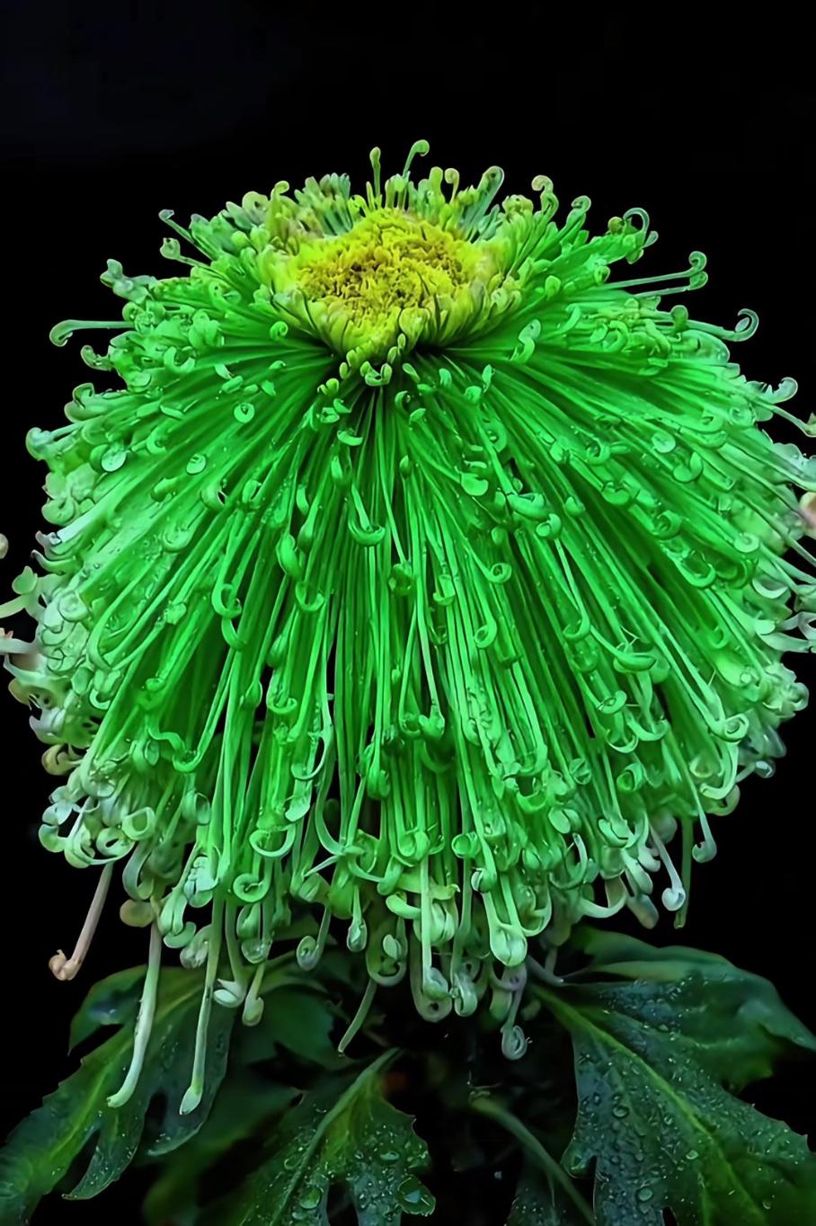 见过绿色的菊花吗我在上海植物园菊展见过绿色的露色菊花。绿色菊花稀有品种