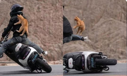 一个倒霉又好笑的故事，纵使身手灵活的猫咪也难逃一劫