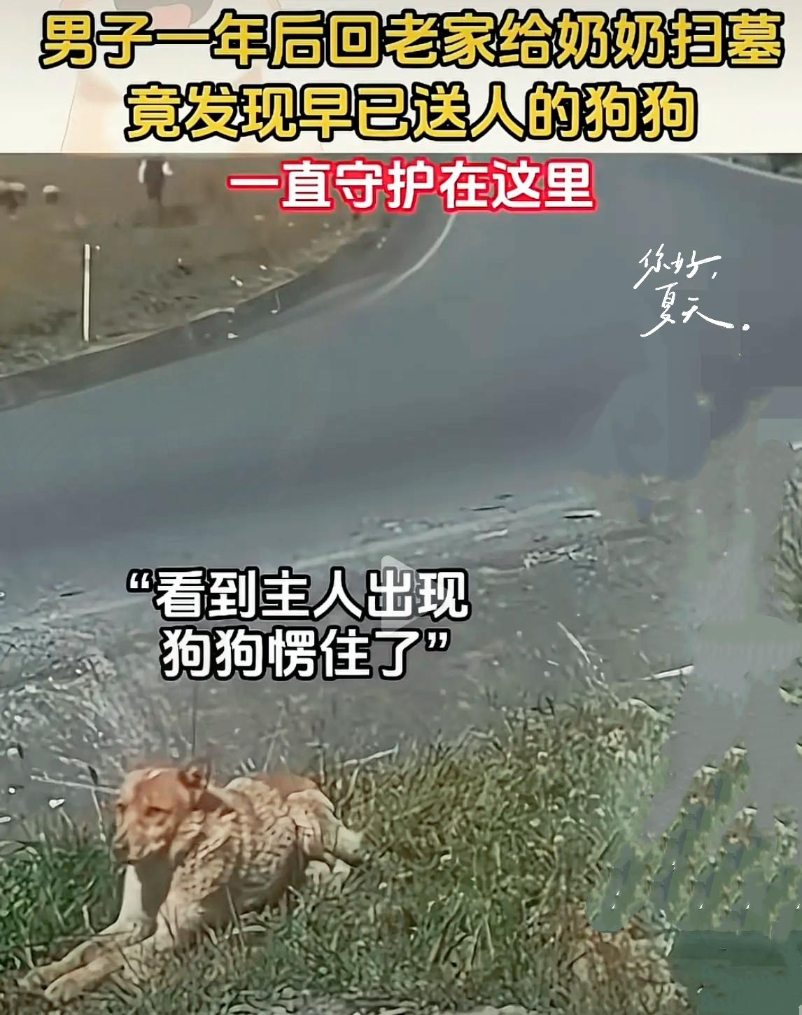 谁能想到时隔一年回乡扫墓，竟在奶奶的坟前偶遇那只早已送走的狗狗。