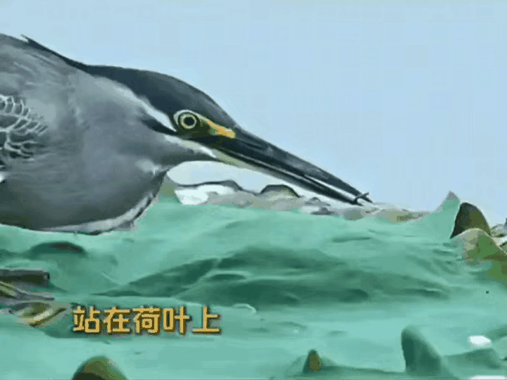 这鸟智商好高啊，居然这样钓鱼🎣​​​