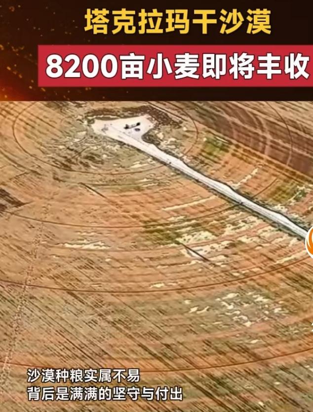 2026年6月10日的消息太让人振奋了！新疆塔克拉玛干沙漠南缘兵团第十
