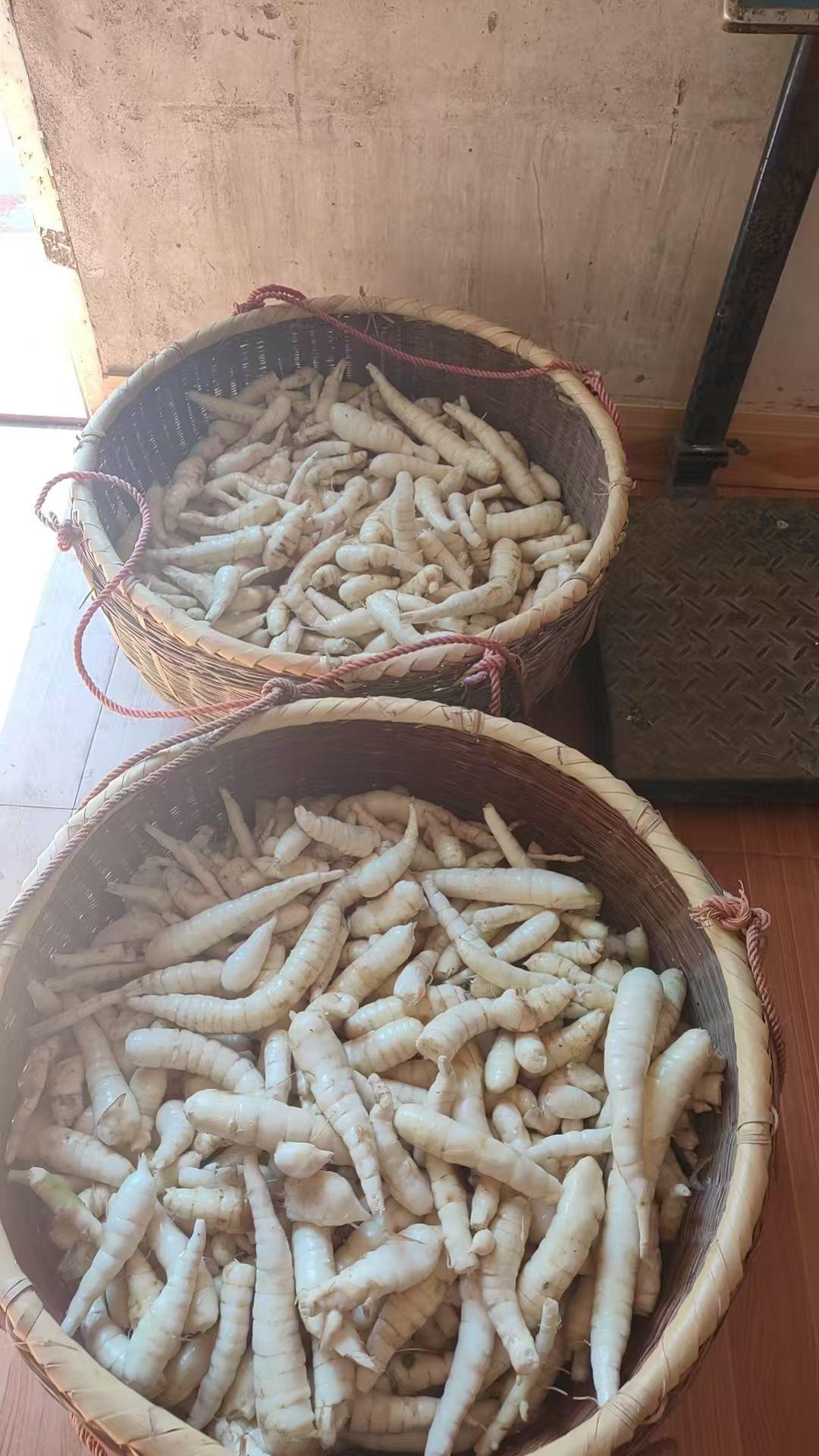 第一次见认为是萝卜的杂交品种，但当地人叫细葛，成粉后做清蒸肉丸等特好吃；这种植物