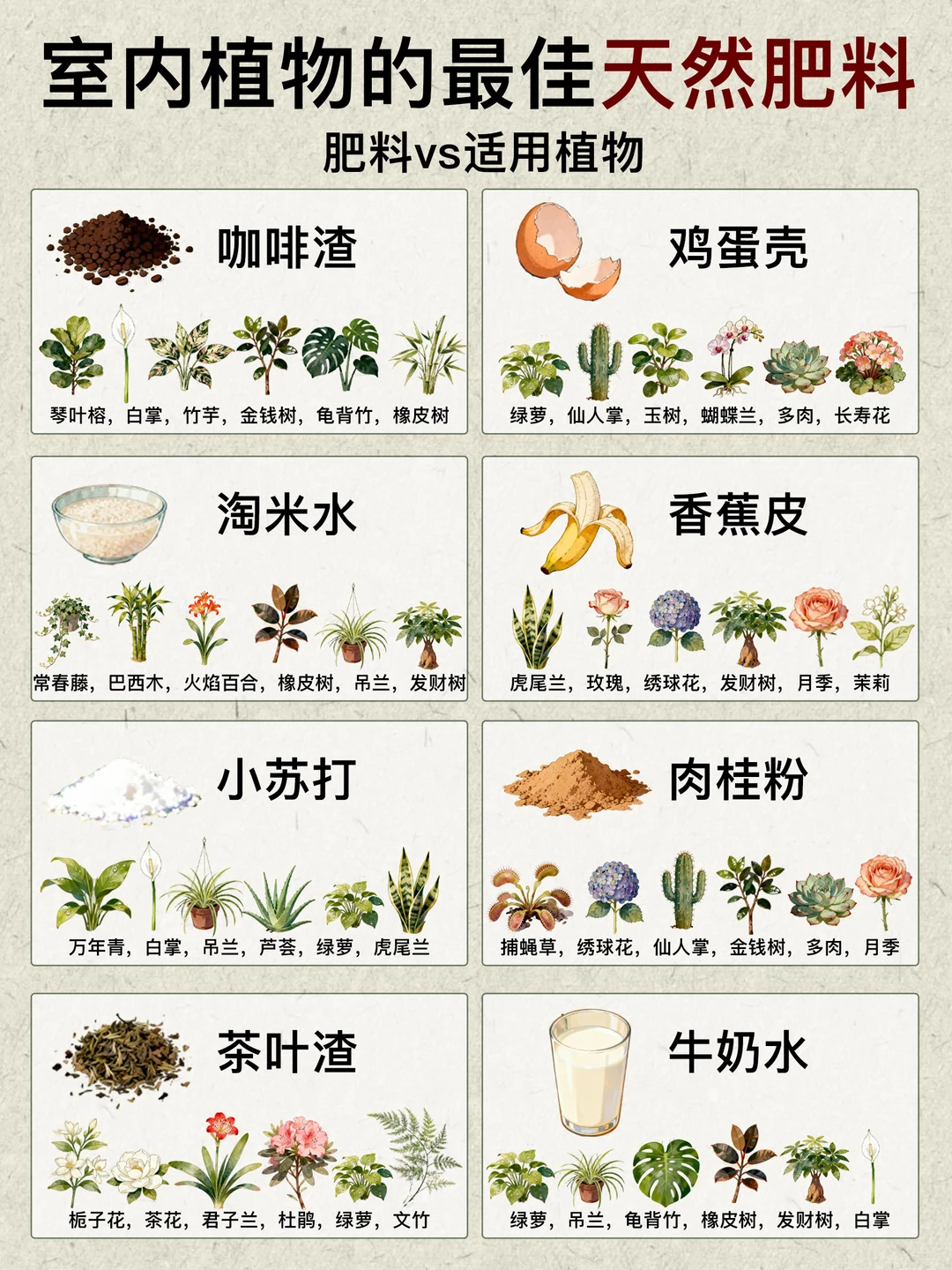 室内植物的无废肥料，懒人必备🌿