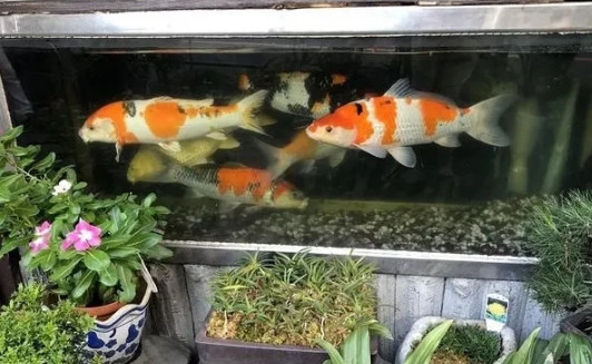 新手养鱼切忌——“大、多、娇”