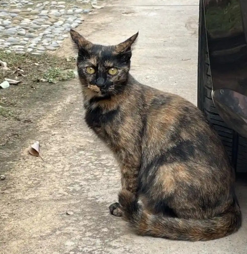 为200只流浪猫重建家园的“猫村村长”，为何被骂上热搜？