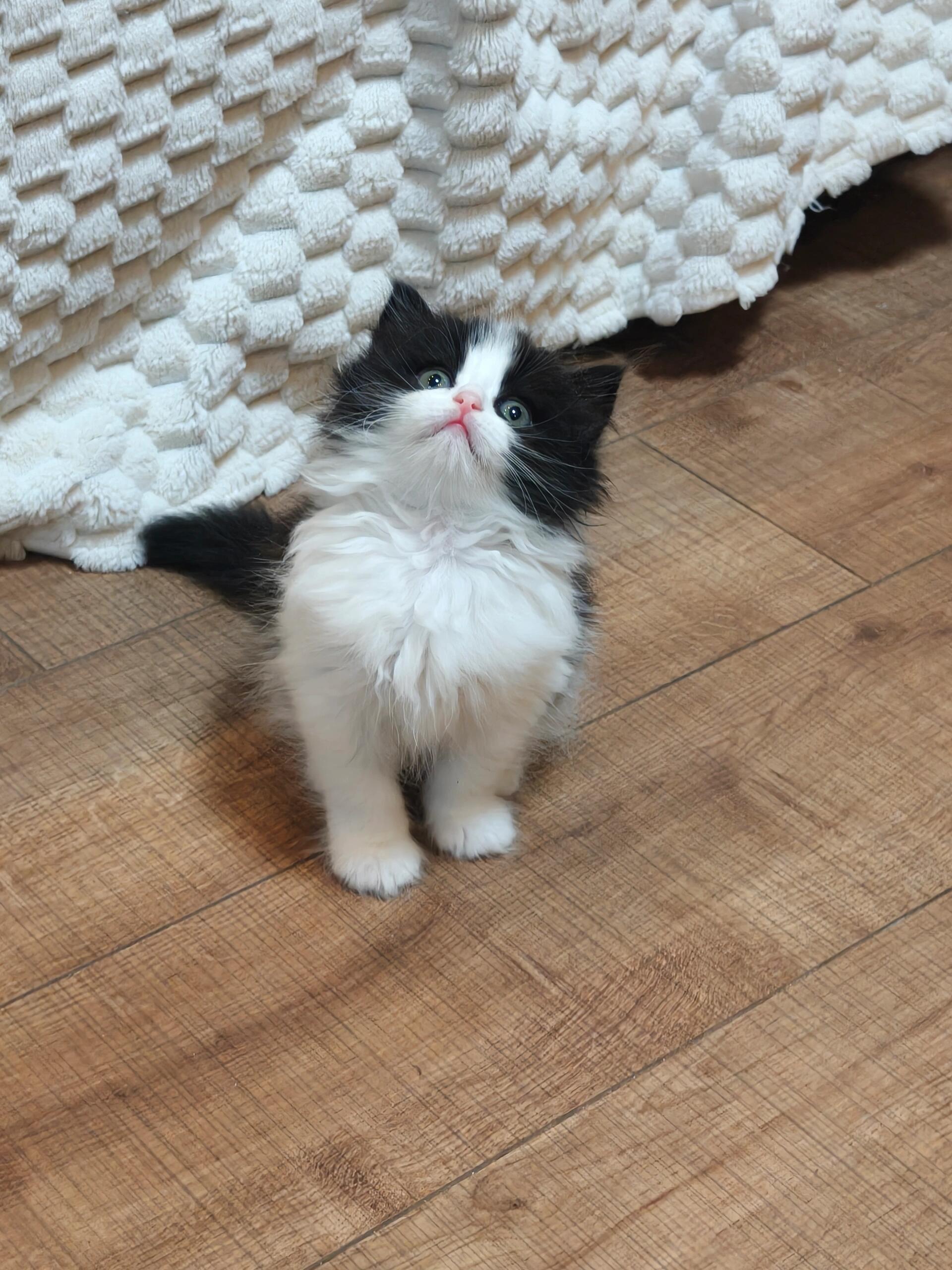 猫儿这个神气！