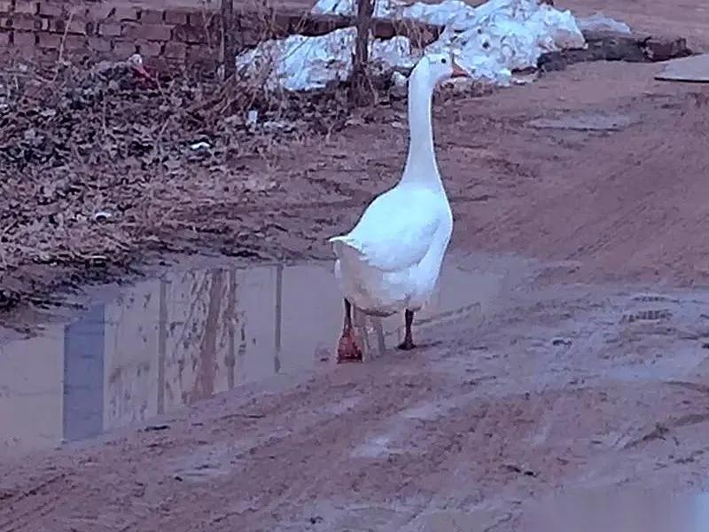 据大河报报道，关于那只18斤重的大鹅被拖下水的后续，大结局了，牵动着几百万人的心