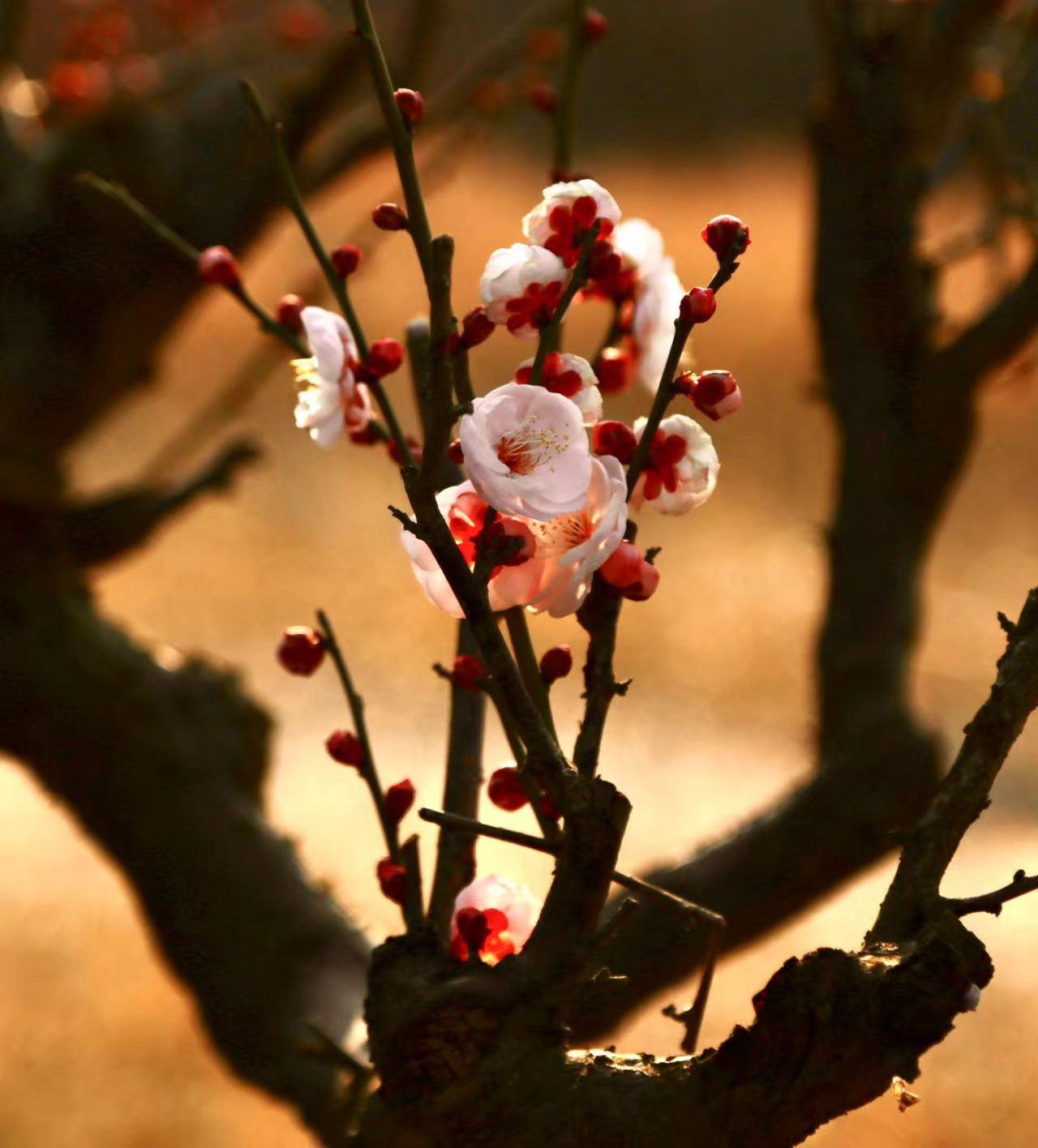 想过去天寒地冻三九严寒，看现在紫阳高照三九炎热上次说河南是降雪中心，达到暴雨雪