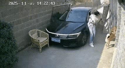 狗狗好奇怪啊！一直对着大门外吠叫！坐在竹椅上晒太阳的女主觉得挺奇怪，便起身前去查