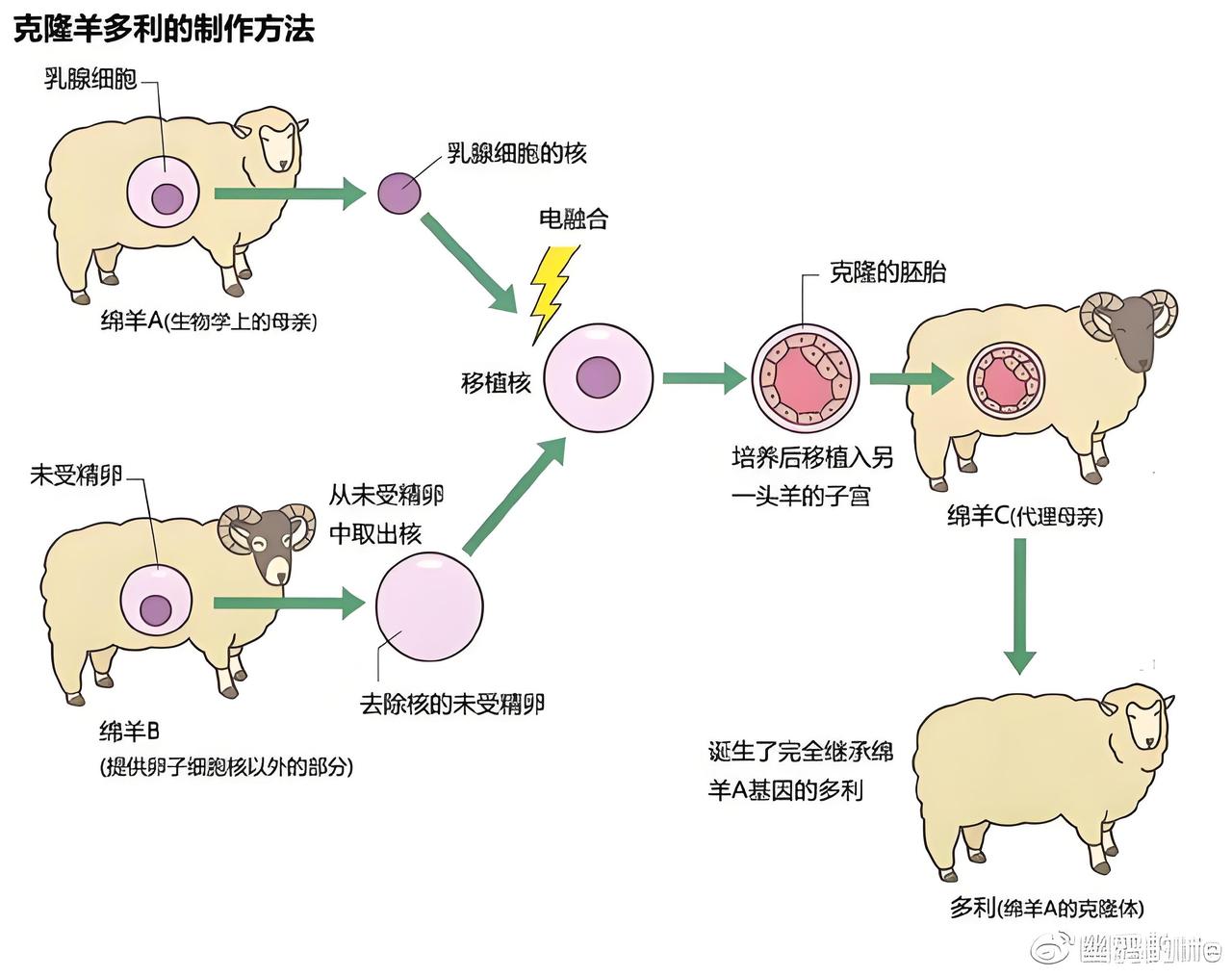 科学家熬了整整20年，终于揭开了克隆的致命秘密——哺乳动物最多只能克隆58代，再