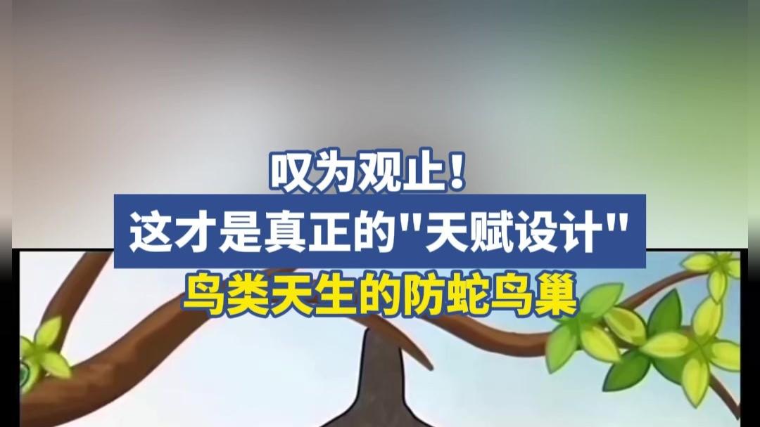 自然界的智慧结晶！鸟类防蛇鸟巢设计令人惊叹