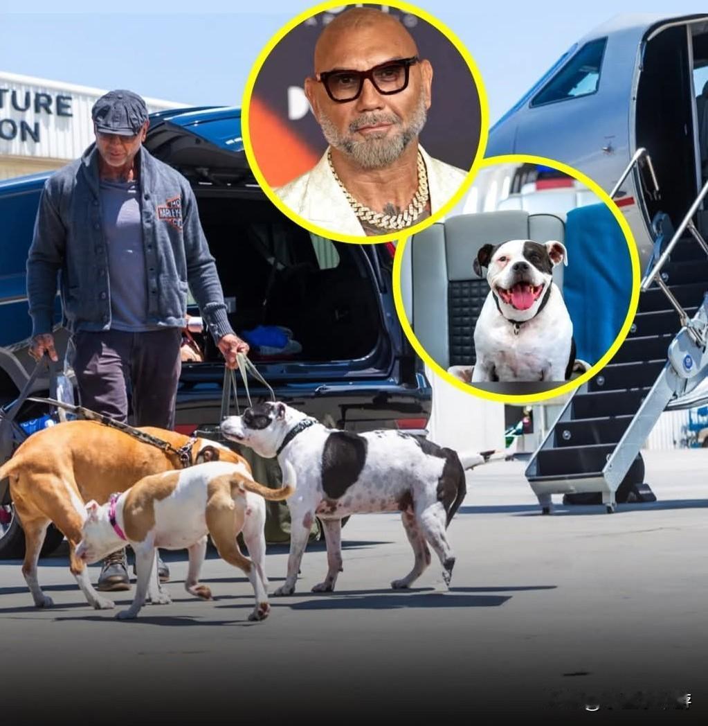 好莱坞动作演员戴夫·巴蒂斯塔笑着坦言，他救助的四只比特犬——奥利、玛吉、彭妮和塔