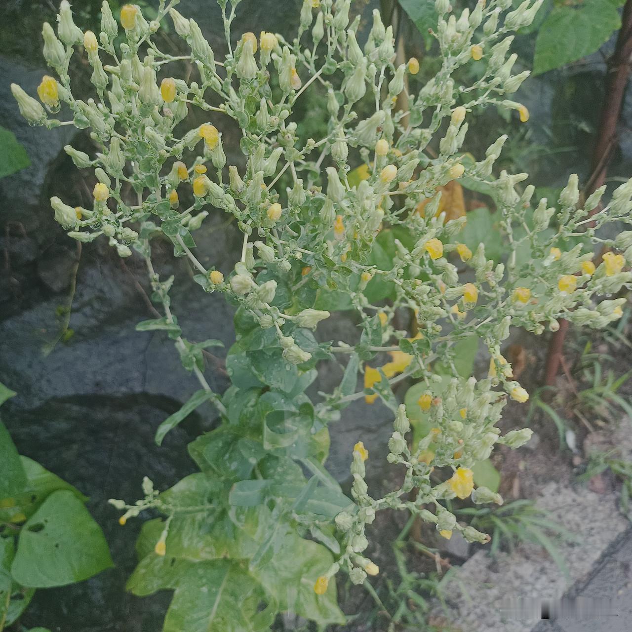 偶遇这丛开着细碎小黄花的野菜，枝头挂满鼓鼓的花苞，叶片上还沾着雨后的水珠，看着水