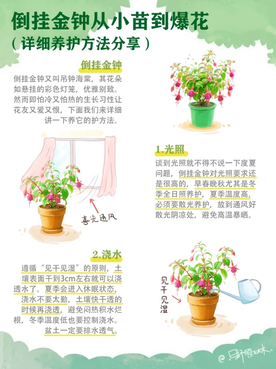 倒挂金钟从小苗到开花，超全养护知识分享