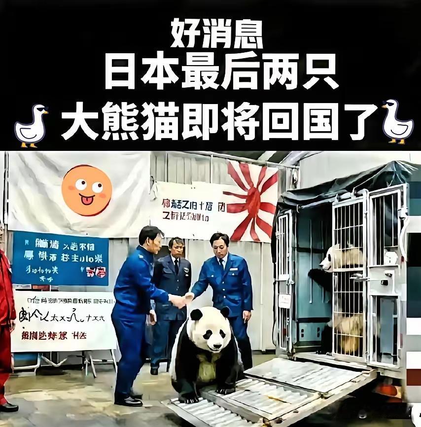 大家只知道，​大熊猫要从日本接回中国了！​却不知道日本人有多么喜欢大熊猫！