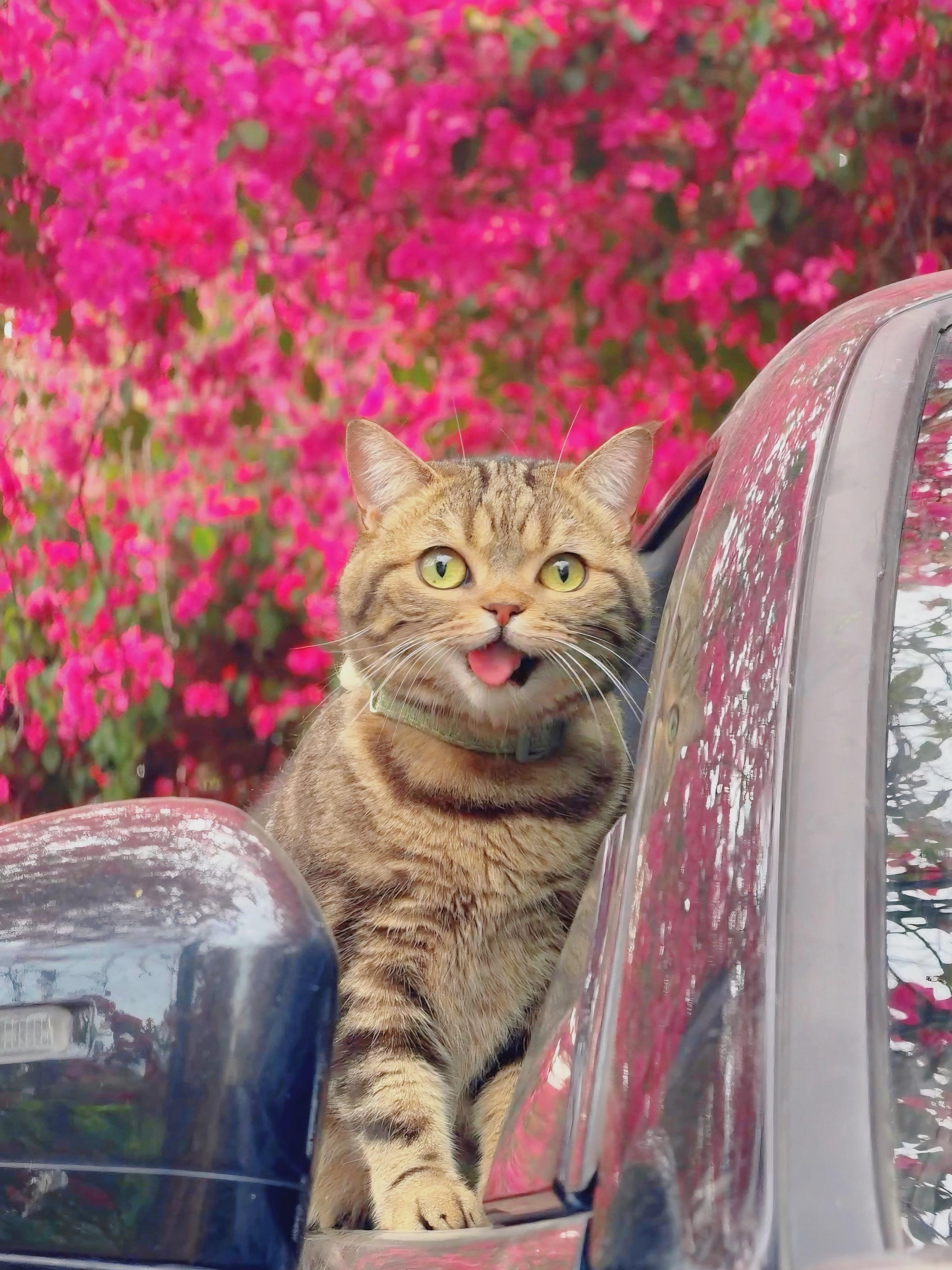 调皮的小猫咪！