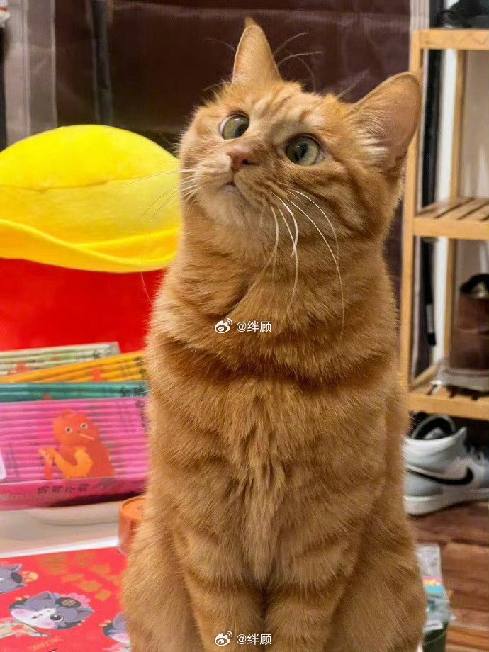 遇见招财猫，六月的你会发财！​​​