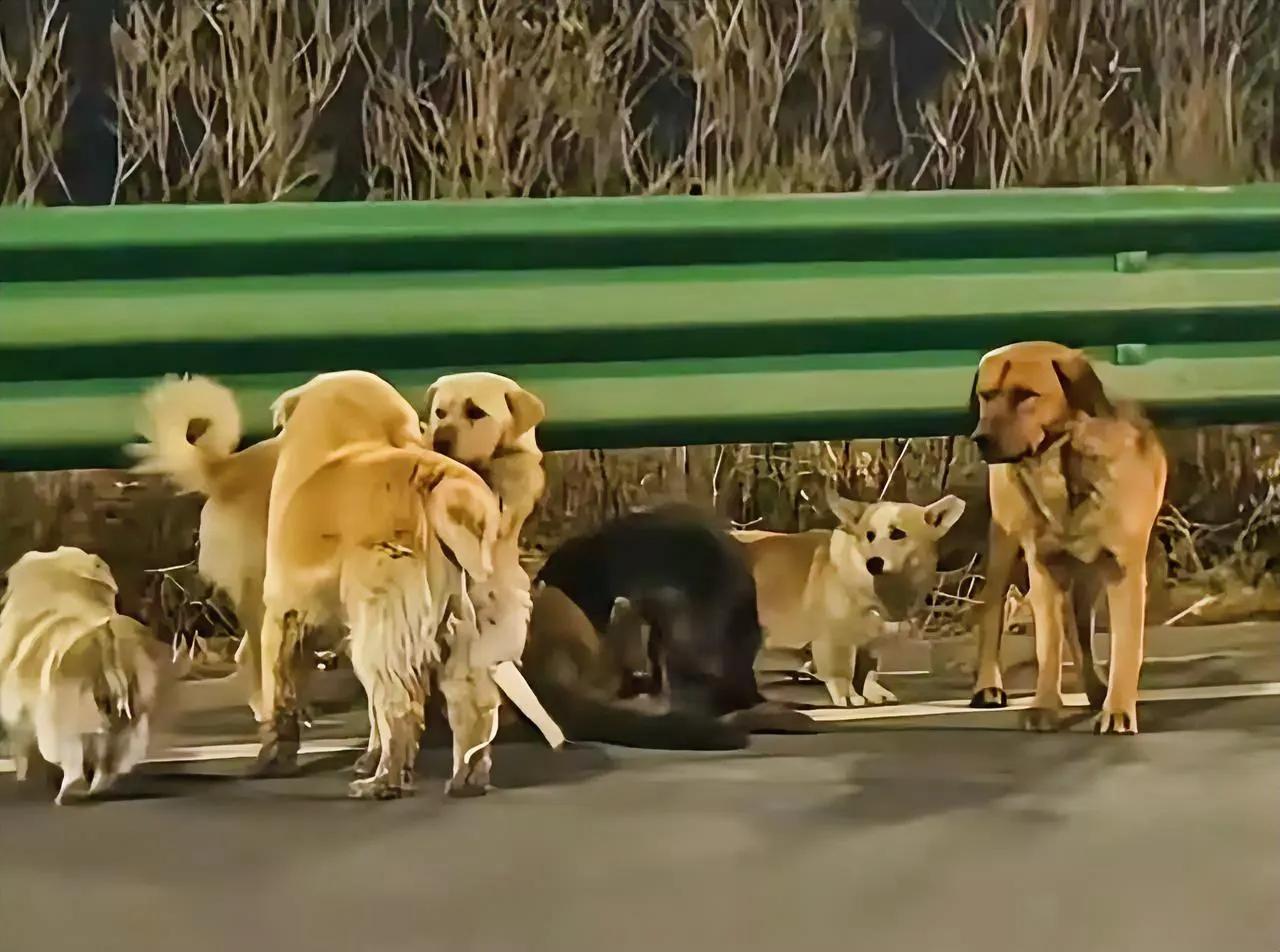 长春这七只狗狗的故事，看完直接破防，原本是同村朝夕相伴的毛孩子，品种各不相同，却