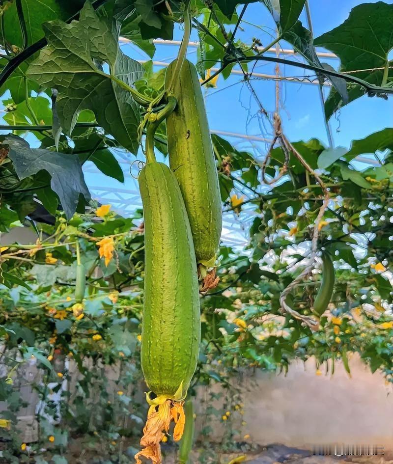 丝瓜定植第一水是重中之重！灌根还是浇透？很多人种错，减产吃亏种菜老