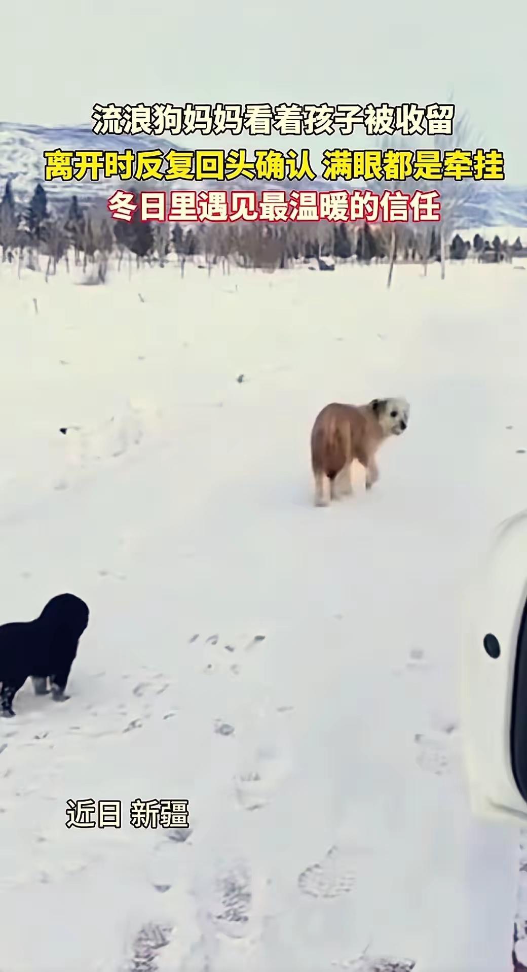 看哭了！新疆大雪天里的这一幕，才是人与人、人与动物最该有的模样！车主路边停