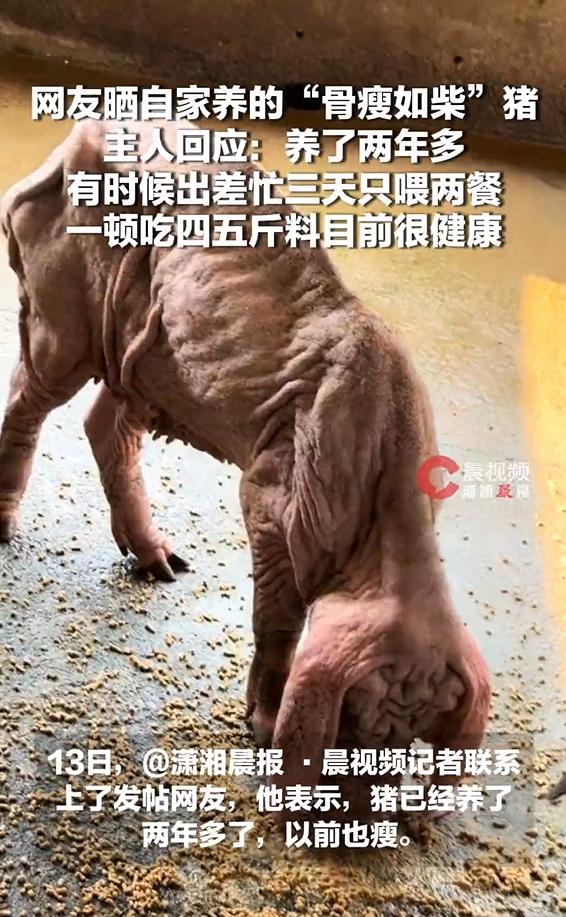 广东一位网友分享自家生猪的短视频走红网络，视频里这头猪身形消瘦，肋骨轮廓清晰外露