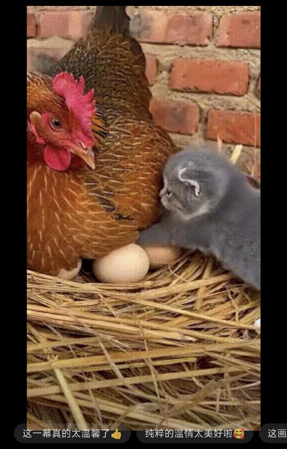 谁能拒绝这么治愈的一幕啊，看完心都要化了～​​视频里，鸡妈妈正张开翅膀，把一群