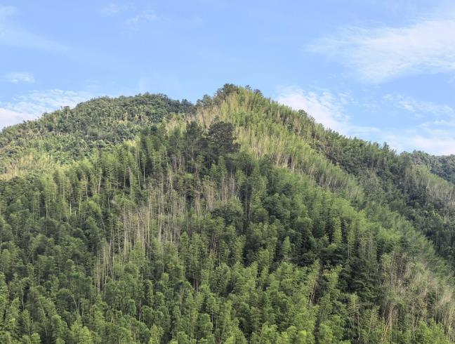老家的竹林已经败了坐标湖南永州大山深处，曾经流传着“家有十亩竹，代代不受穷”的
