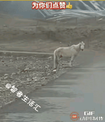 大爱无疆！甘肃酒泉，一匹野马在无人区被铁丝缠住，孤零零站在路边无法动弹，过路的热