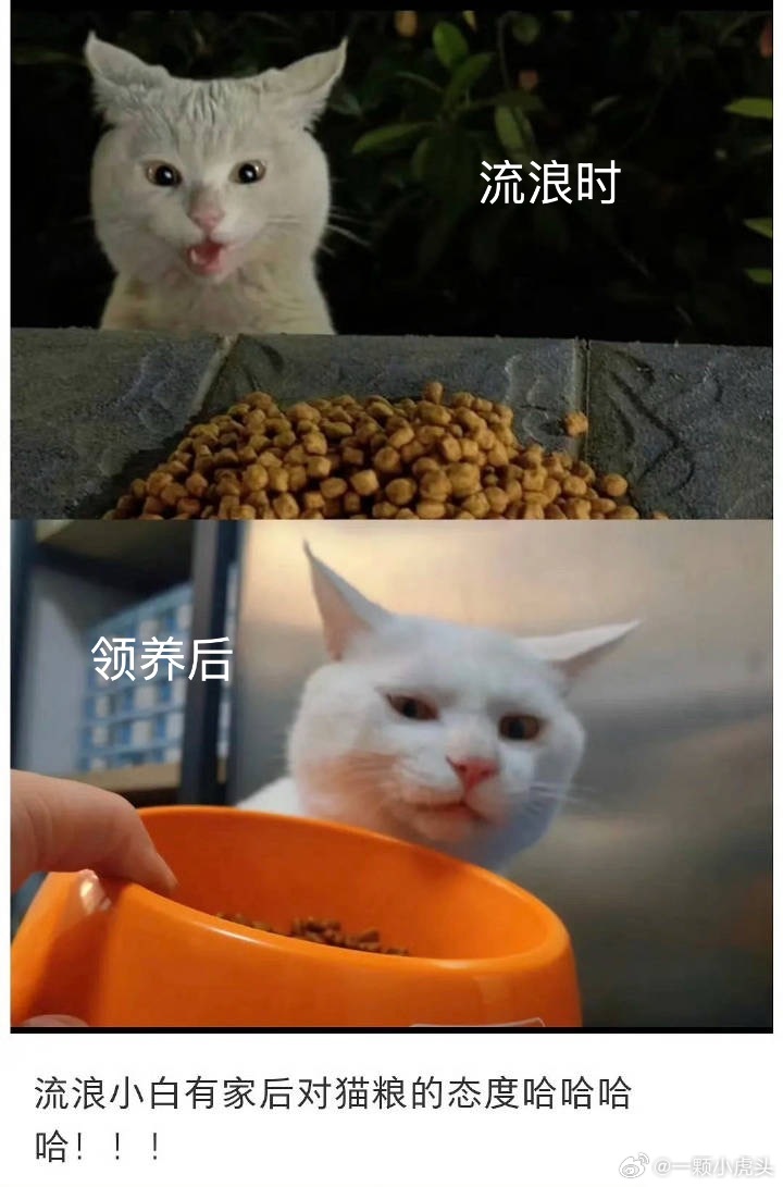 这是一只忘本猫[doge]​​​