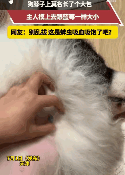 天津一位主人给狗子梳毛，扒开脖颈厚毛当场愣住，毛发深处竟嵌着一颗黑亮圆鼓的小东西