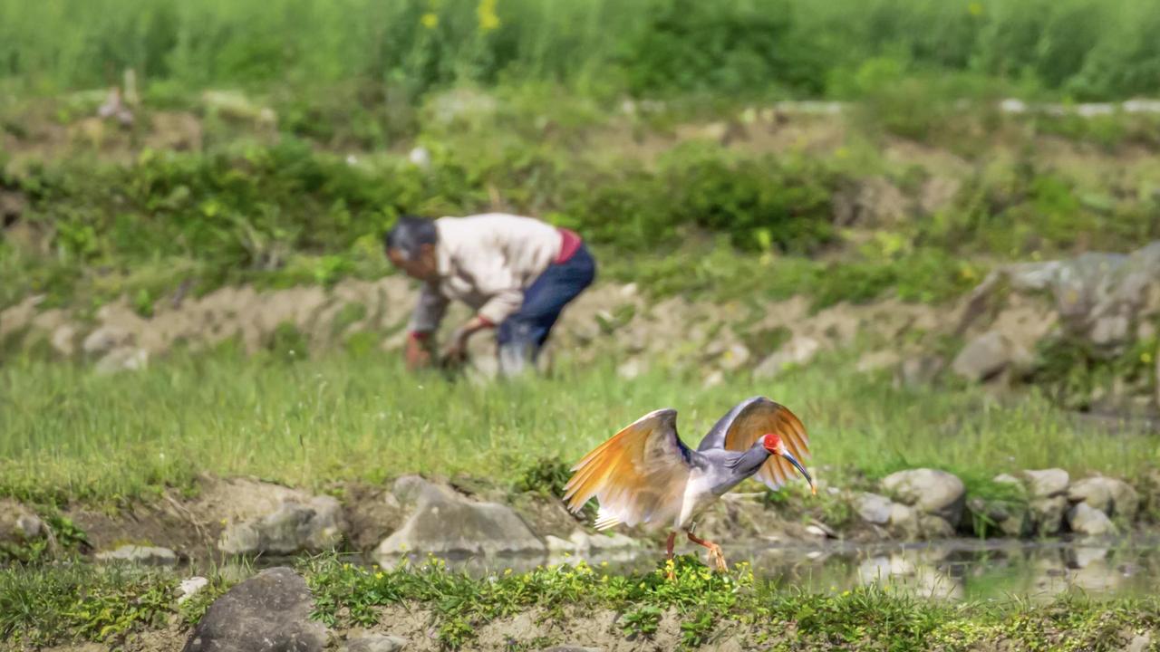 “有温度的判决！”安徽蚌埠，男子在田间捕捉了400多只野生鸟，被罚款12万，可他