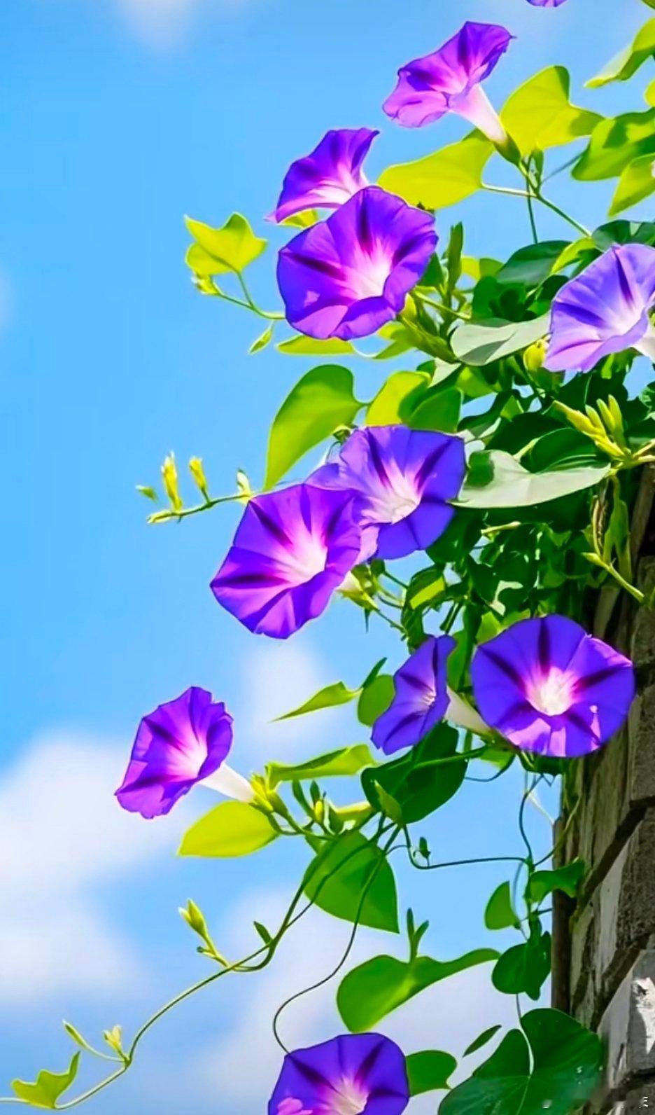 夏日炎炎飘香四溢花卉壁纸​​​