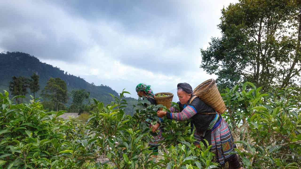 7天花生易管理吗? 悬念重重, 四川盆地, 湿润肥沃