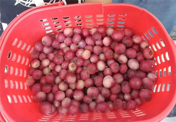 【“粉色蓝莓”炒到400元一斤花青素五倍论系谣言】据媒体报道，近日“粉色蓝莓”