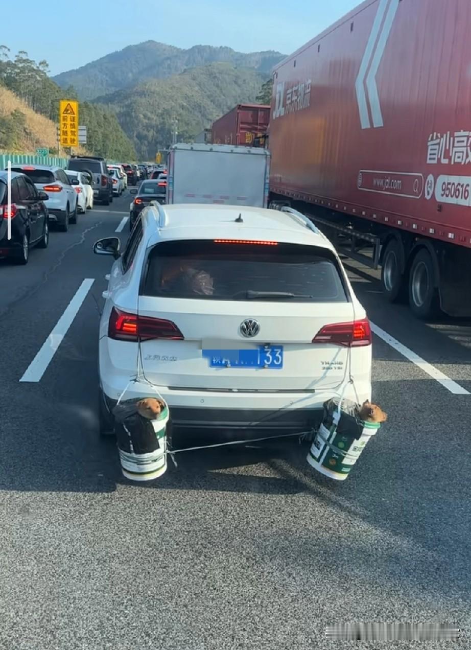 春运小狗已回家，我还在工位当牛马！刷到这个视频直接笑到打鸣！高速上一辆白色