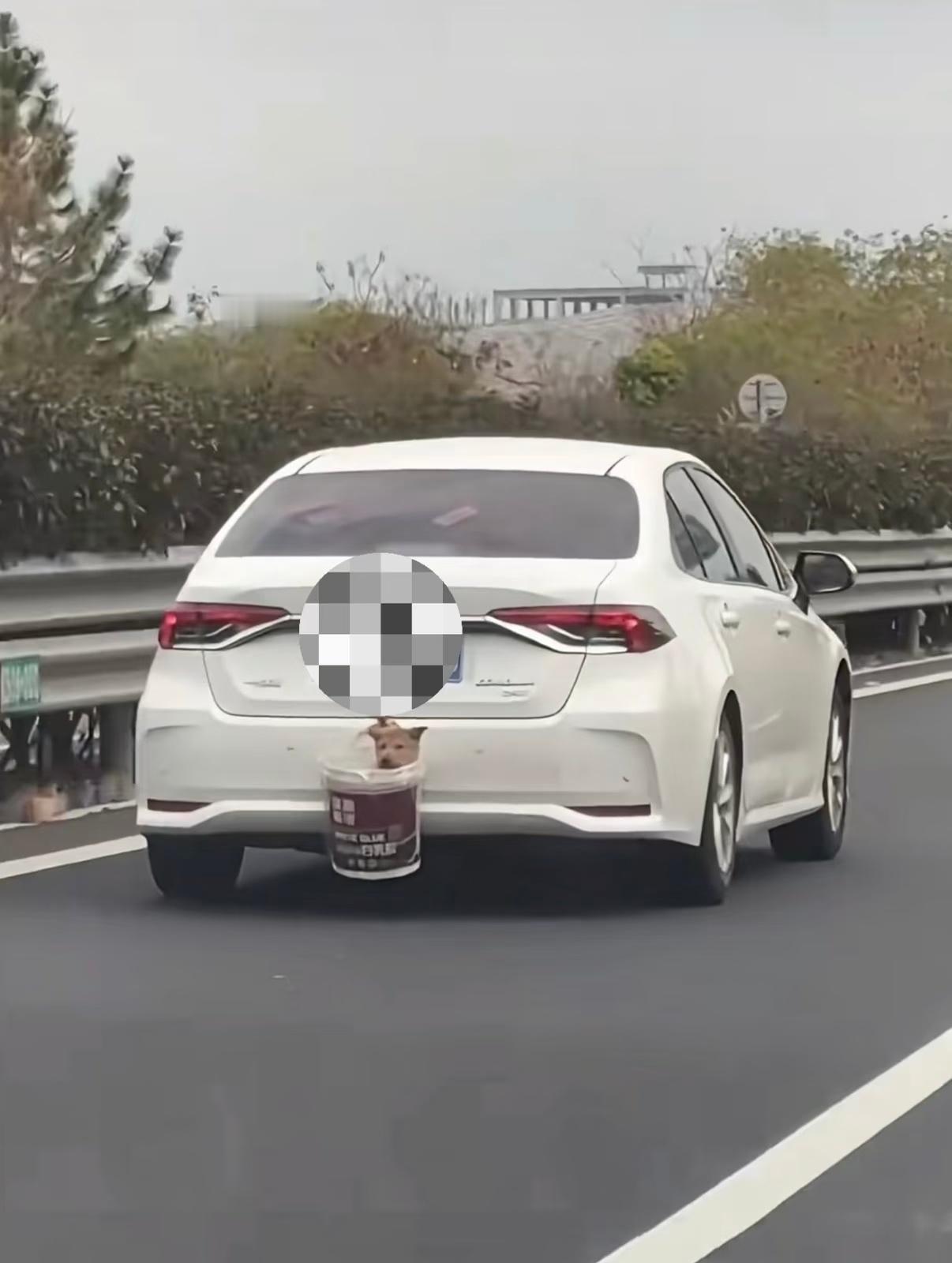 男子高速路上发现62具宠物尸体这何尝不是一种虐待动物，挂后备箱上一点也不好笑。有