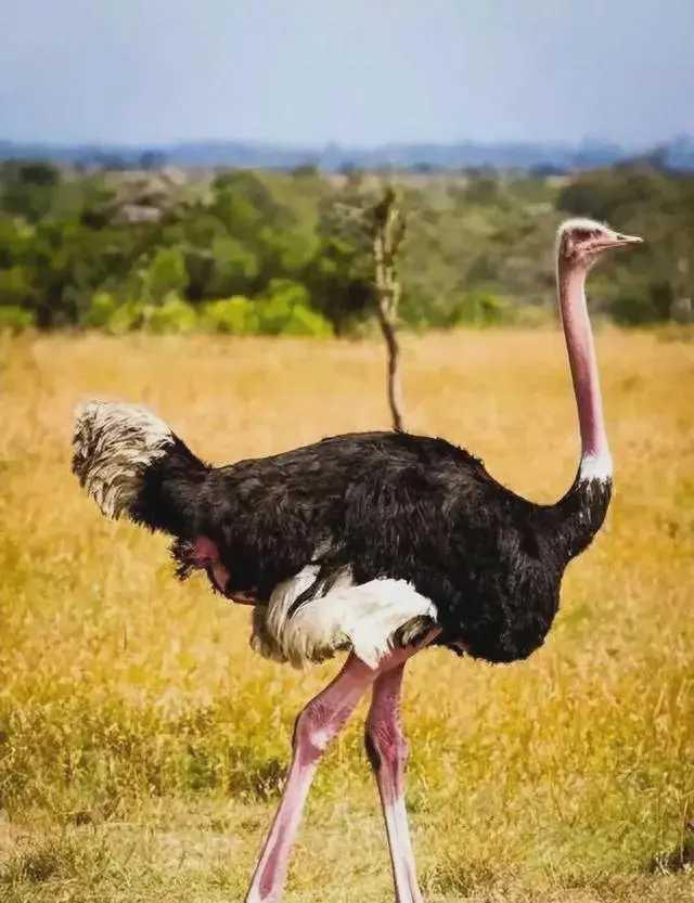 狮子为啥不吃鸵鸟？不是怕，是这账算下来太亏！非洲草原上，狮子称霸一方，斑马