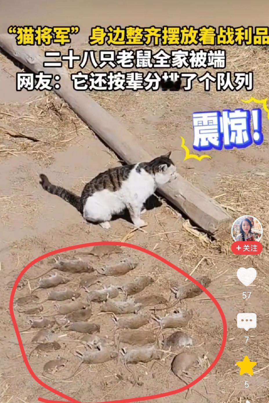 好像一个军队呀，老鼠的军队，你看他第一个领导再排排排排排一排一排……