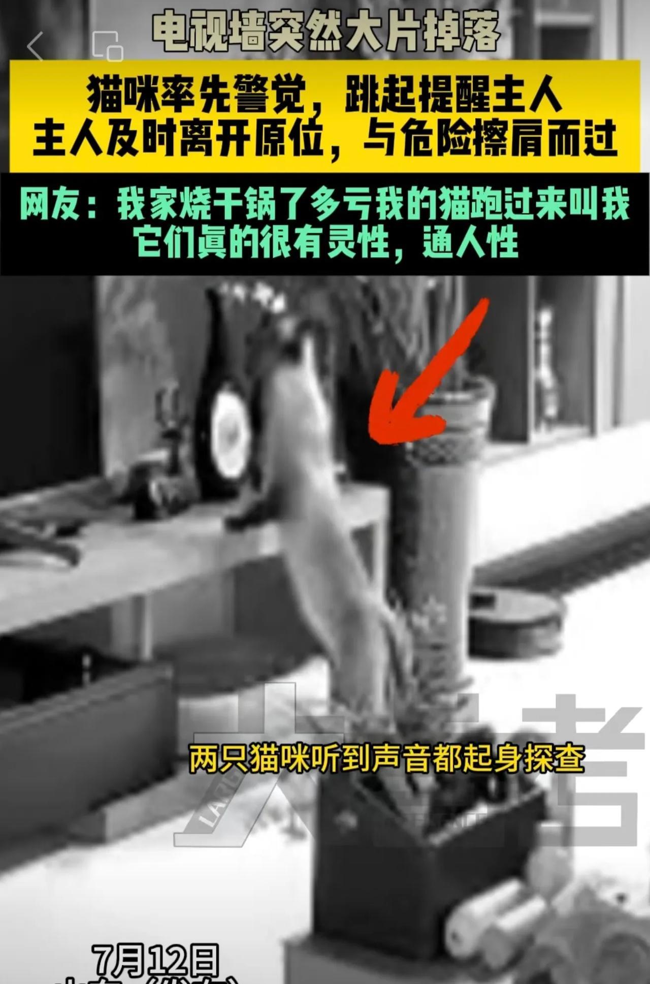 7月12日#山东（发布）电视墙突然大片掉落，猫咪率先警觉，跳起提醒主人，主人及