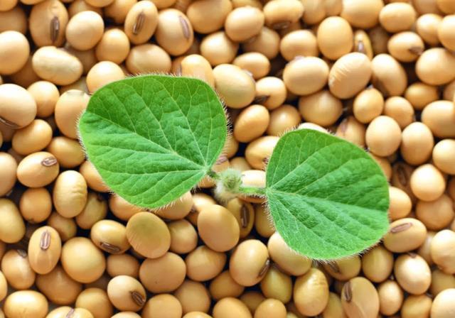 美国精心策划多年，一张大网向中国拉开，这是新的战争全球粮价波动，舆论的矛头却