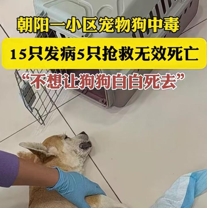 狗被毒死了！朝阳这小区，好多人晚上出来遛狗，让狗顺便解决下大小便，结果15