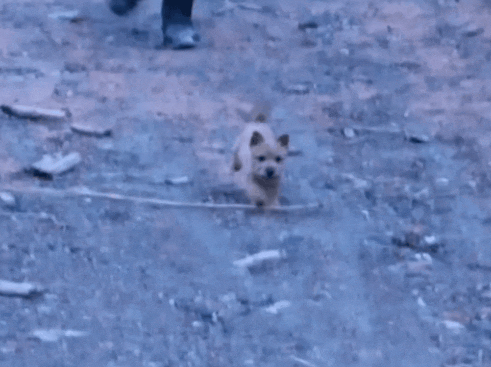 黄景瑜遛狗视频单独给夏天难得的正面奔跑做个动图勇敢夏天，不怕困难黄家大院不养闲人