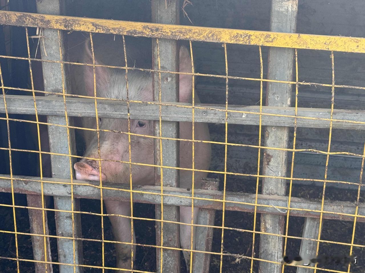 过年杀猪，猪猪的眼神好可怜这头猪是我奶奶养的，这年来起早贪黑给他煮饭吃。要杀猪