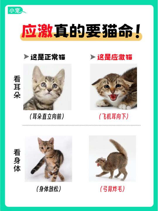 这些猫咪应激的信号，一定要警惕！